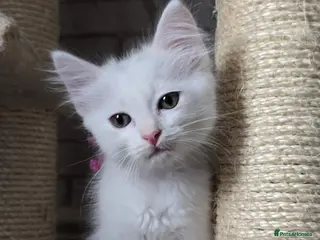 Mixed Breed cats Beautiful Long Hair Blue-Eyed Kittens - Advert 16