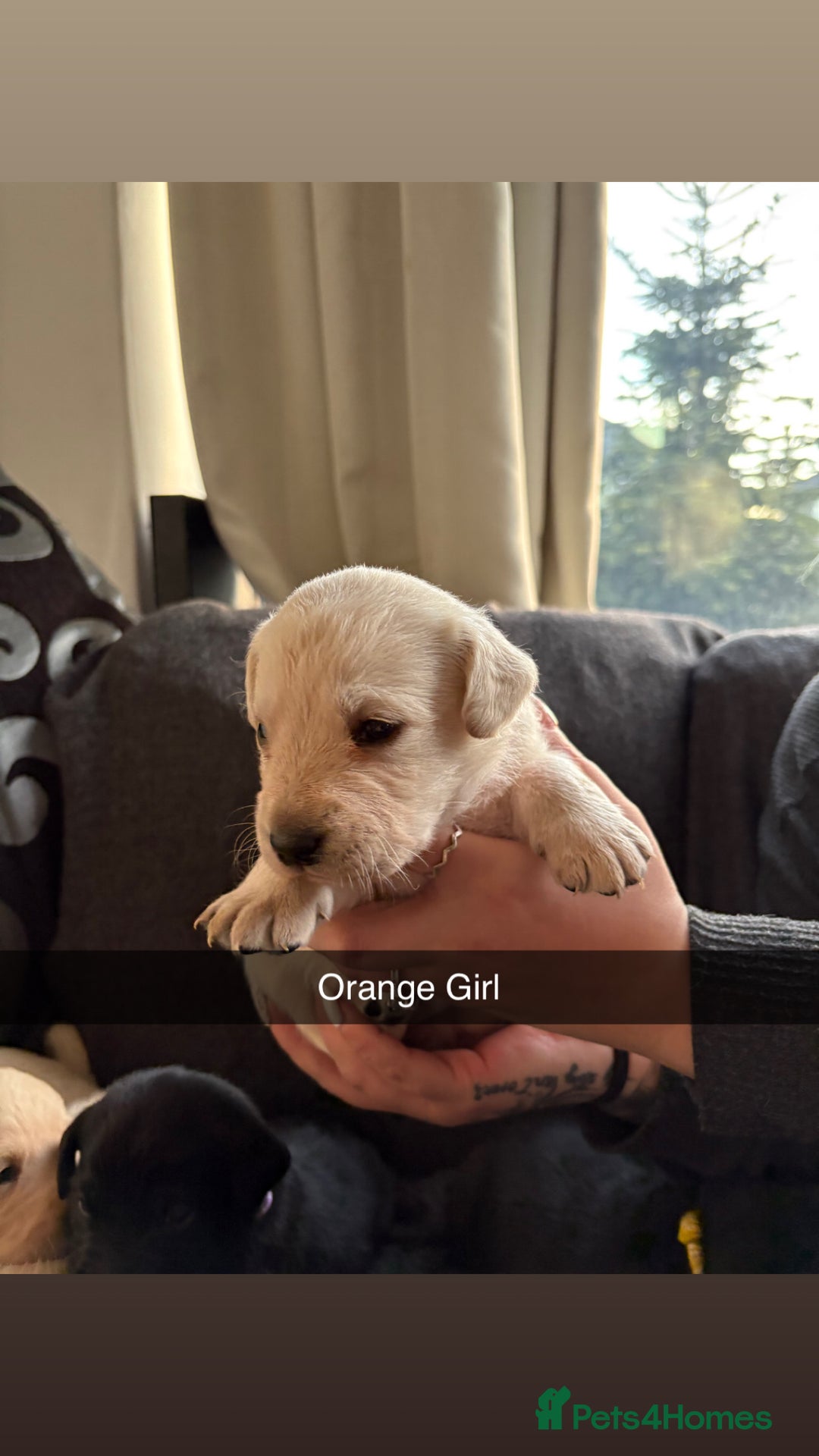 Labrador Retriever dogs for sale: 5 stunning Lab puppies for sale - Advert 3