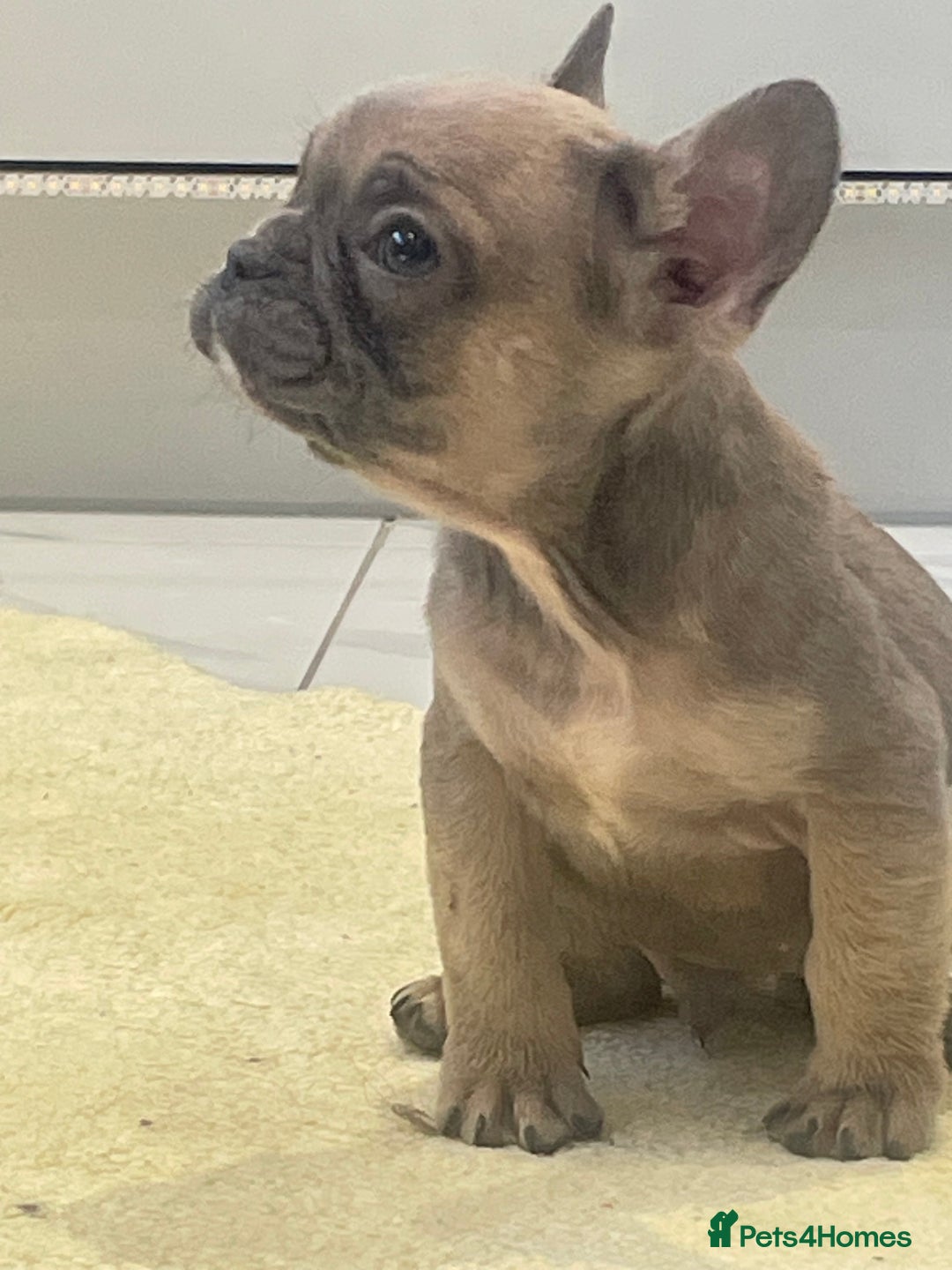 French Bulldog dogs for sale: Ready now!!! Reduce in price  - Advert 19