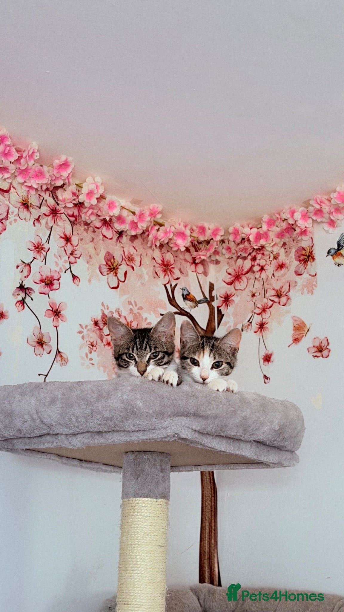 Mixed Breed cats 🩵Ready to go🩵serious Buyers🩵 - Advert 22