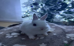 Netherland Dwarf rabbits for sale: 7 netherland dwarf baby bunnies  - Advert 6