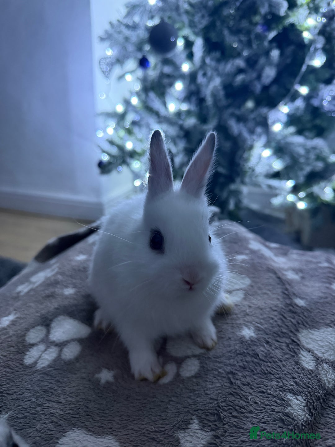 Netherland Dwarf rabbits for sale: 7 netherland dwarf baby bunnies  - Advert 6