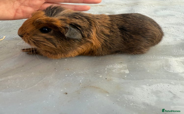 Guinea Pig rodents - Advert 17