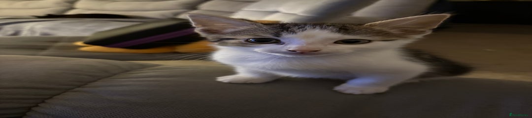 British Shorthair Kitten 3