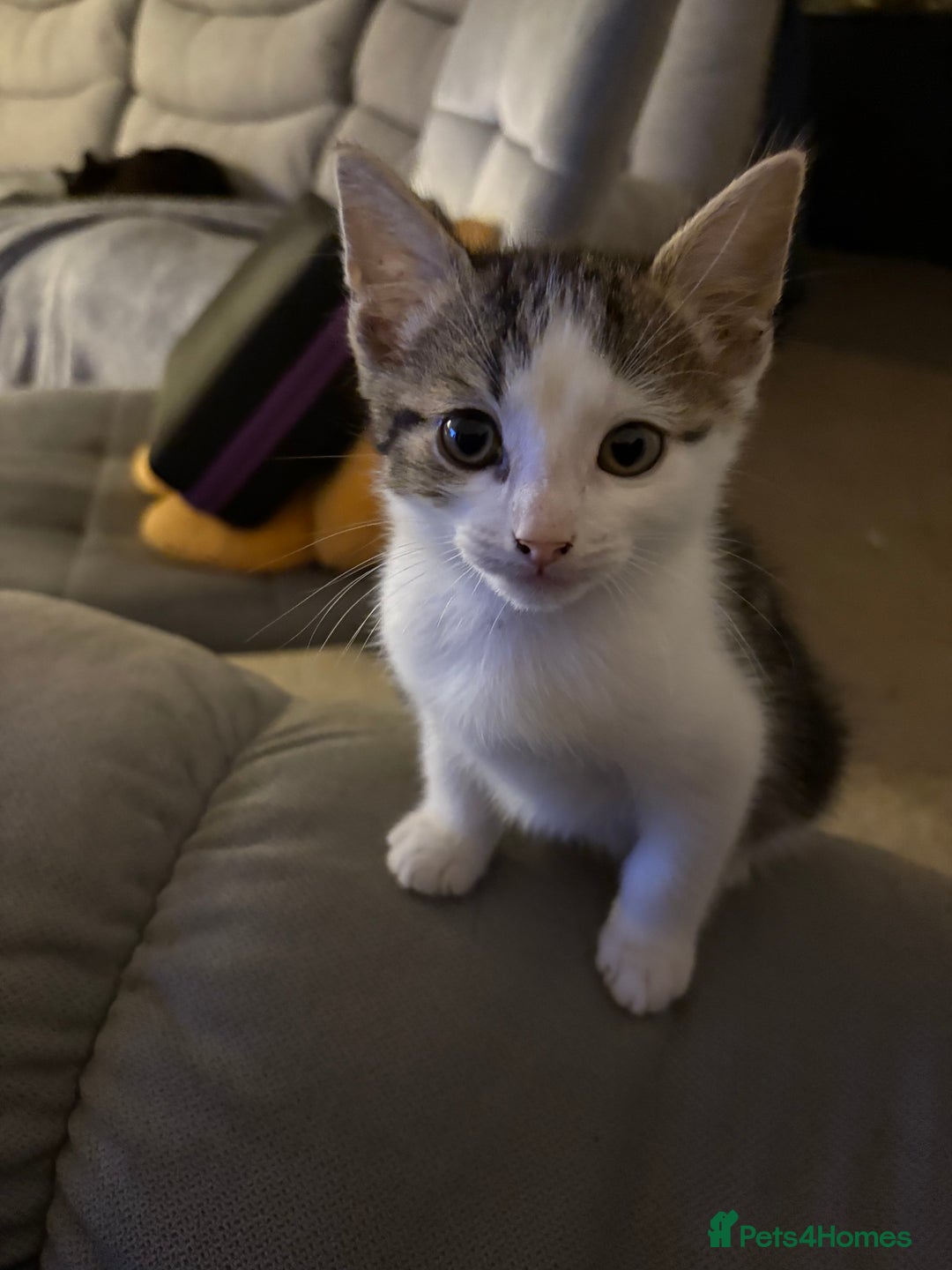 British Shorthair cats for sale: Beautiful cute British shorthair kittens for sale  - Advert 11