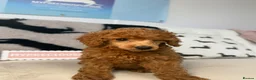 Miniature Poodle dogs for sale: 🧸last two KC registered  miniature poodle🧸 - Advert 7