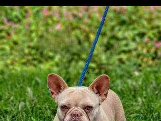 French Bulldog dogs Adult female - Advert 3