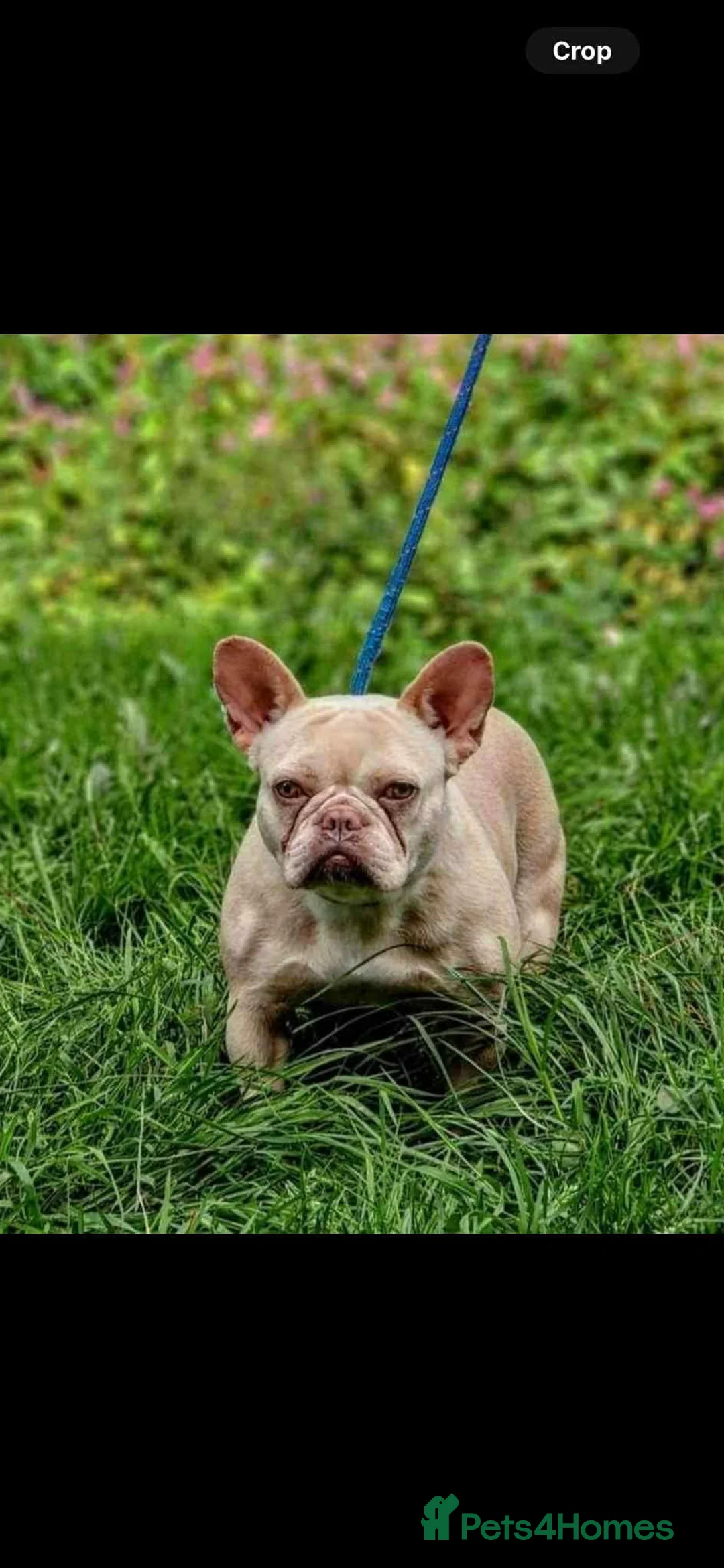 French Bulldog dogs for sale: Adult female  - Advert 1