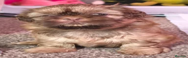 Shih Tzu 1