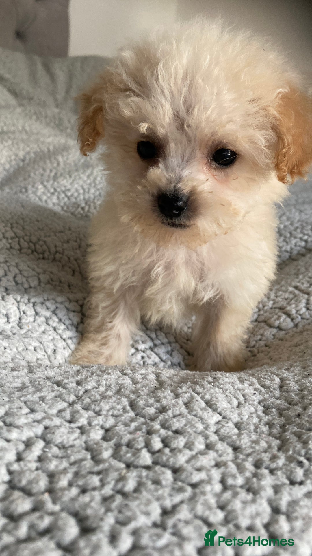 Poochon dogs for sale: Poochon puppy’s  - Image 5