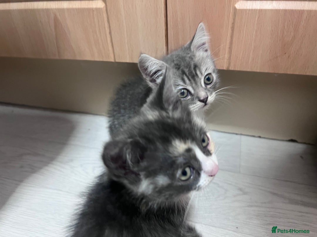 Persian cats for sale: Persian cross  - Image 22