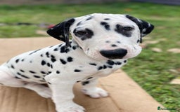 Dalmatian dogs for sale: Dalmatian Puppies (pure bred) - Image 5