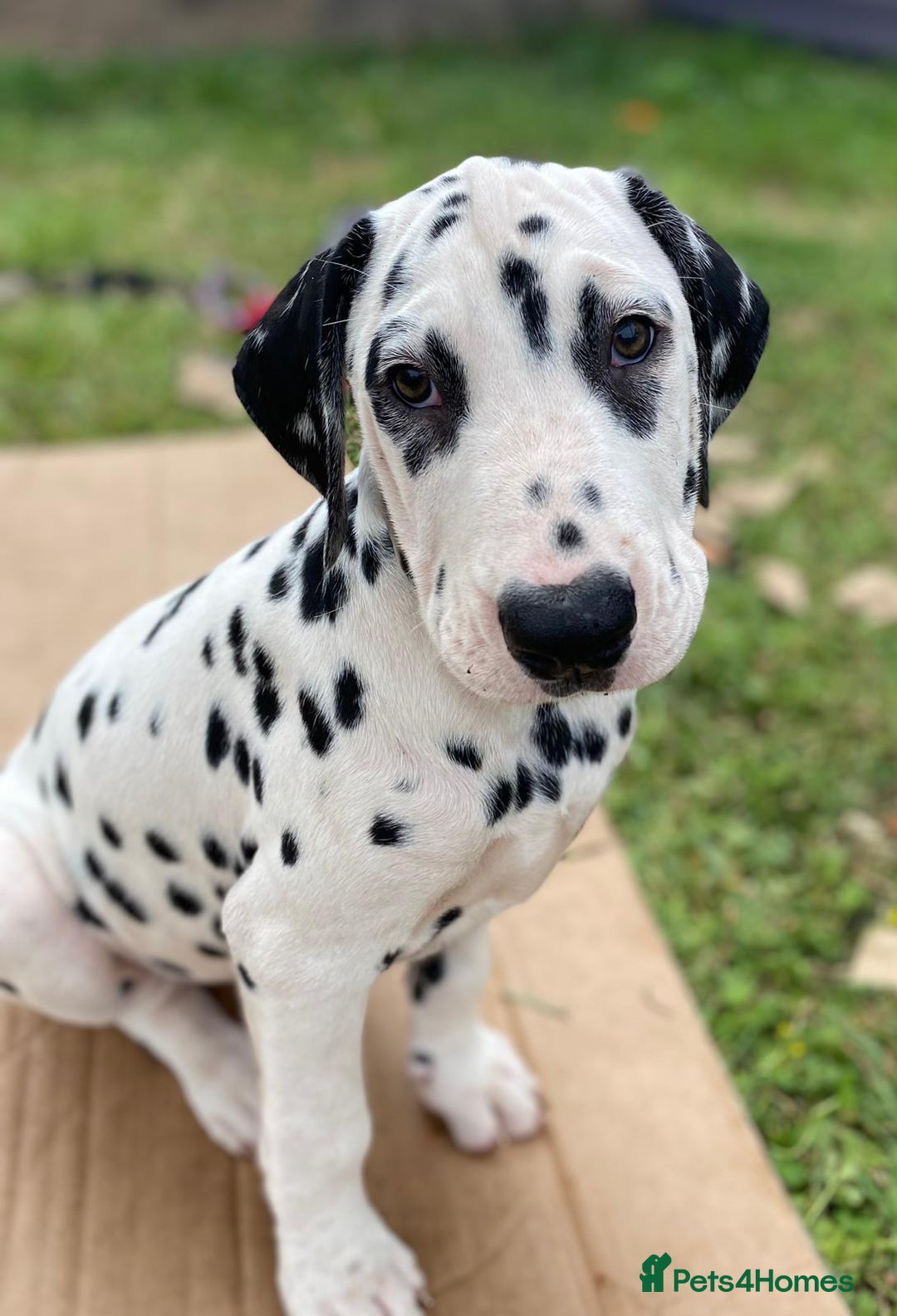 Dalmatian dogs for sale: Dalmatian Puppies (pure bred) - Image 5