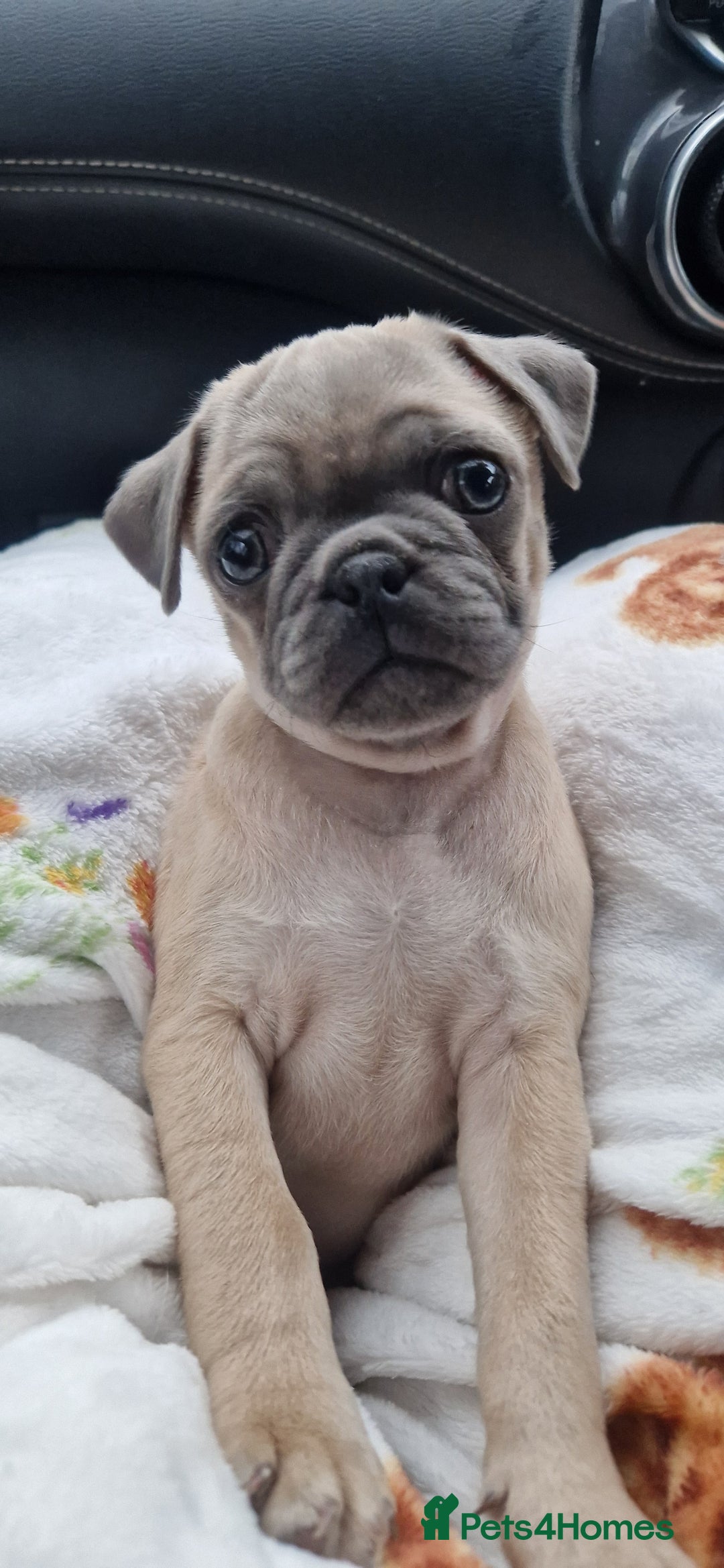 Pug dogs for sale: Male pug puppy  - Advert 4