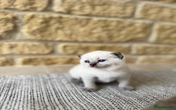 British Shorthair cats for sale: PEDIGREE BRITISH SHORTHAIR KITTENS COLOURPOINT - Image 13