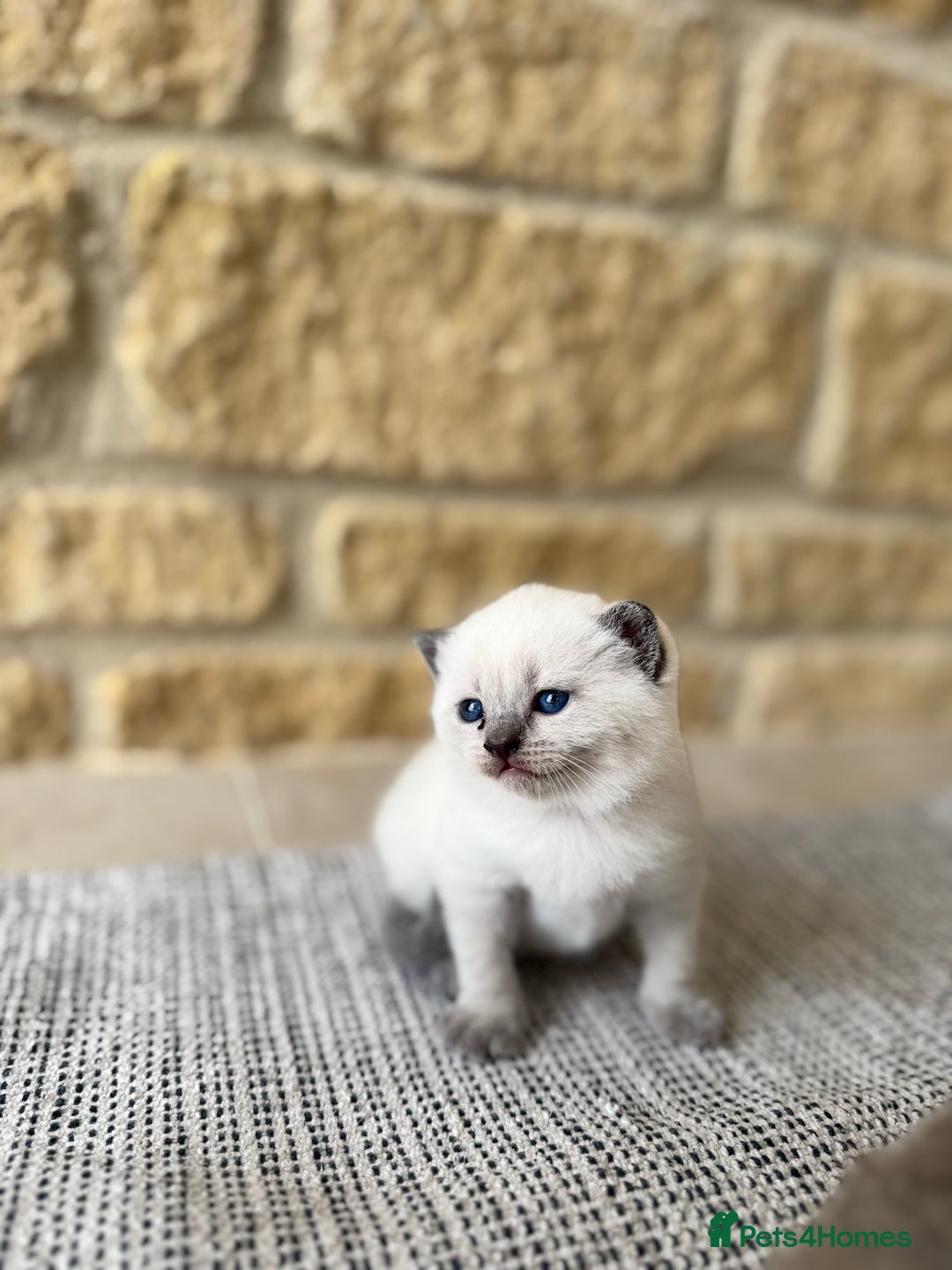 British Shorthair cats for sale: PEDIGREE BRITISH SHORTHAIR KITTENS COLOURPOINT - Image 13