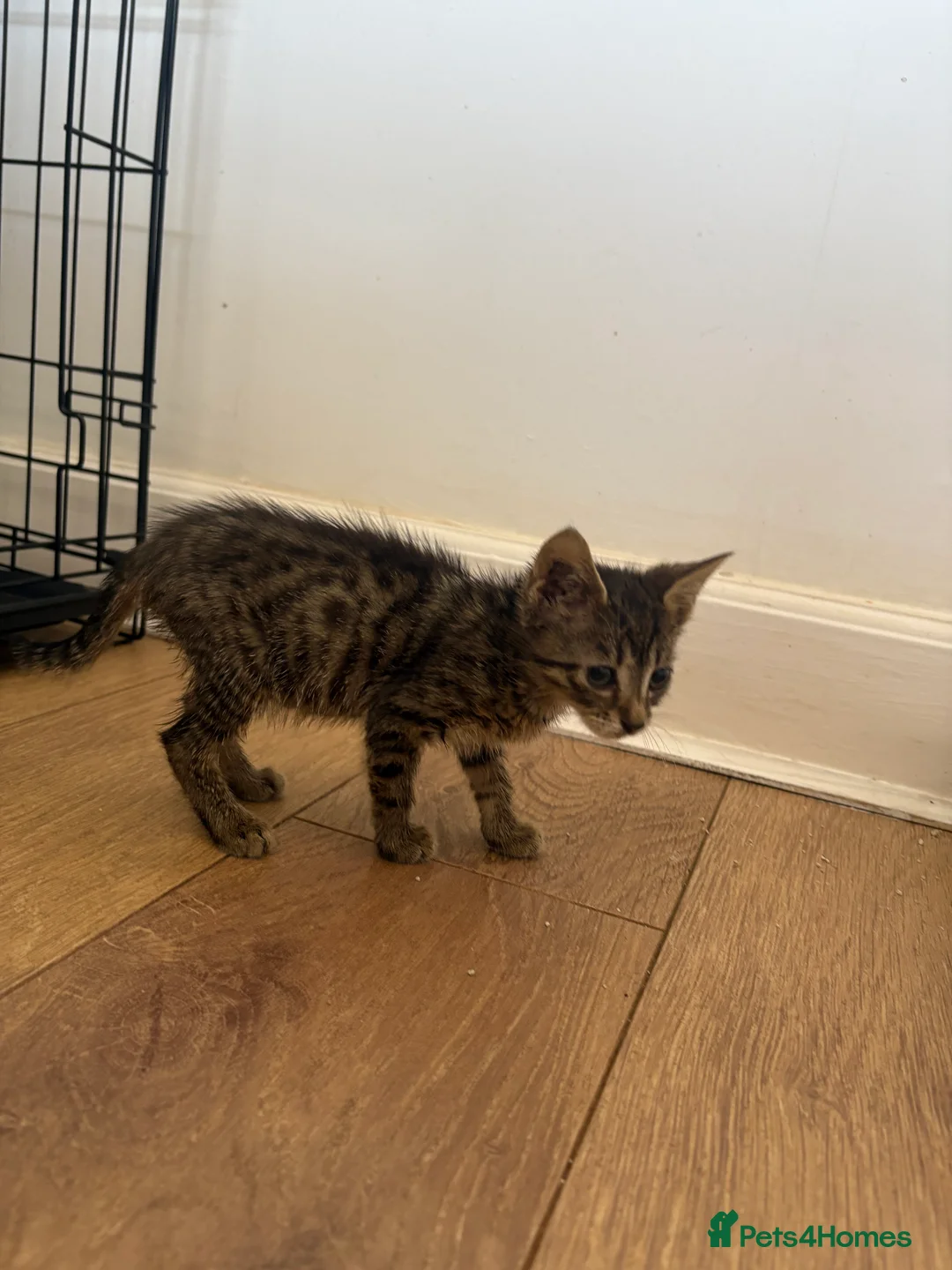 Mixed Breed cats for sale: 🐾 Beautiful Female Kittens Ready This Weekend 🐾 - Advert 8