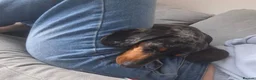 Dachshund dogs for sale: Silver Dappled Dachshund Female - Advert 8