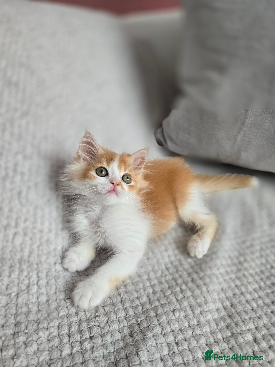 Scottish Fold cats for sale: Scottish Straight purebred kittens  - Image 13