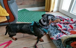 Dachshund dogs for adoption: 💖🐶 Ginny 🐶💖 - Image 4