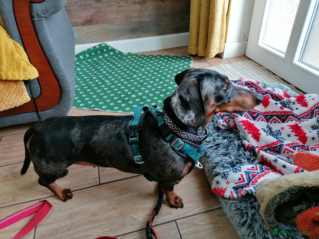 Dachshund dogs for adoption: 💖🐶 Ginny 🐶💖 - Image 4