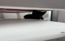 Mixed Breed cats for sale: 3 kittens for sale  - Image 6