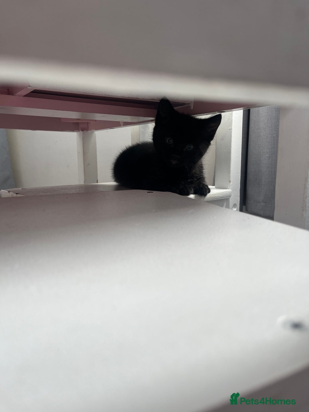 Mixed Breed cats for sale: 3 kittens for sale  - Image 6