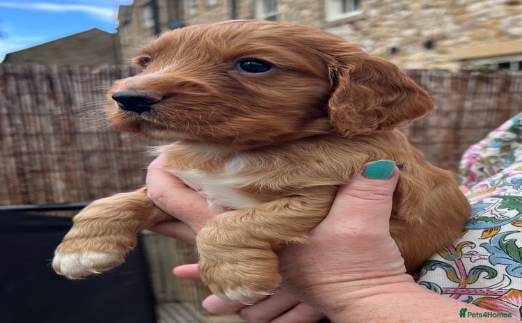 Cocker Spaniel dogs - Advert 9