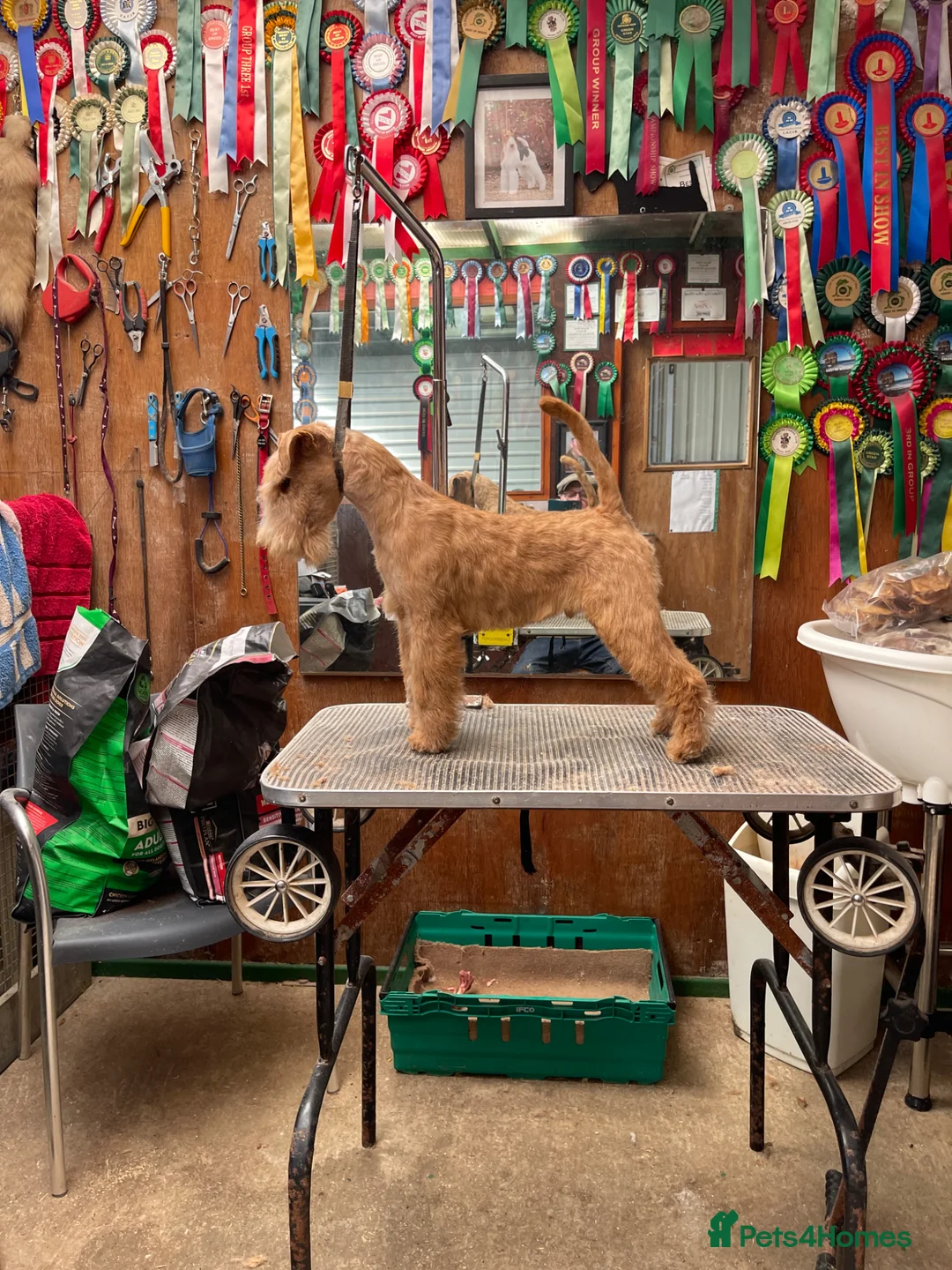 Lakeland Terrier dogs for sale: Top Class Lakeland Terrier Dog Pup  - Advert 1