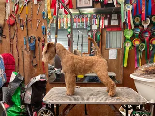 Lakeland Terrier dogs Top Class Lakeland Terrier Dog Pup - Advert 1