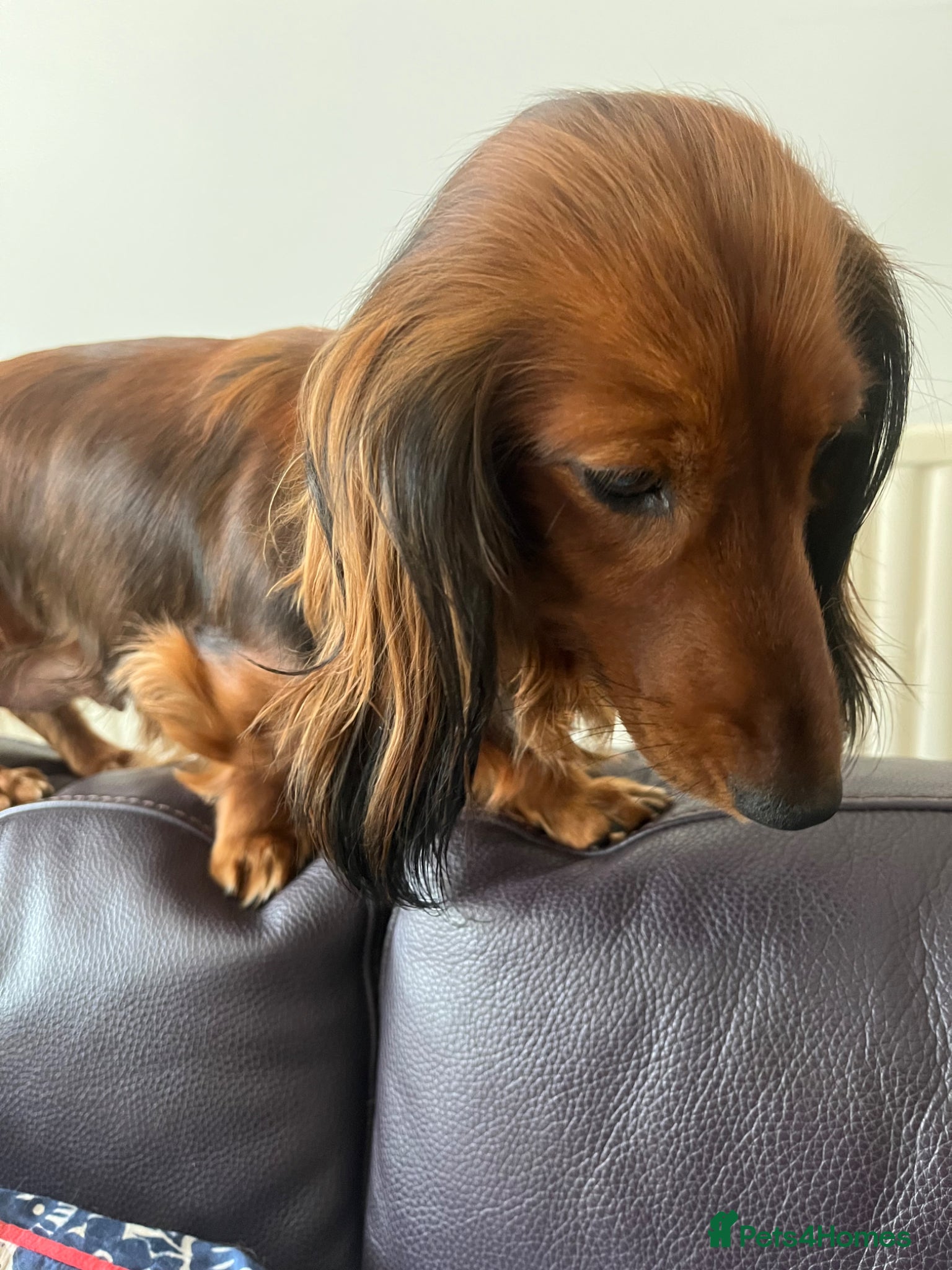 Miniature Dachshund dogs Kc reg long hair mini dachshunds dna parents  - Advert 1