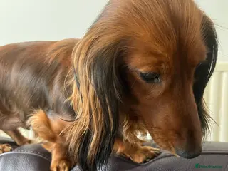 Miniature Dachshund dogs Kc reg long hair mini dachshunds dna parents - Advert 6