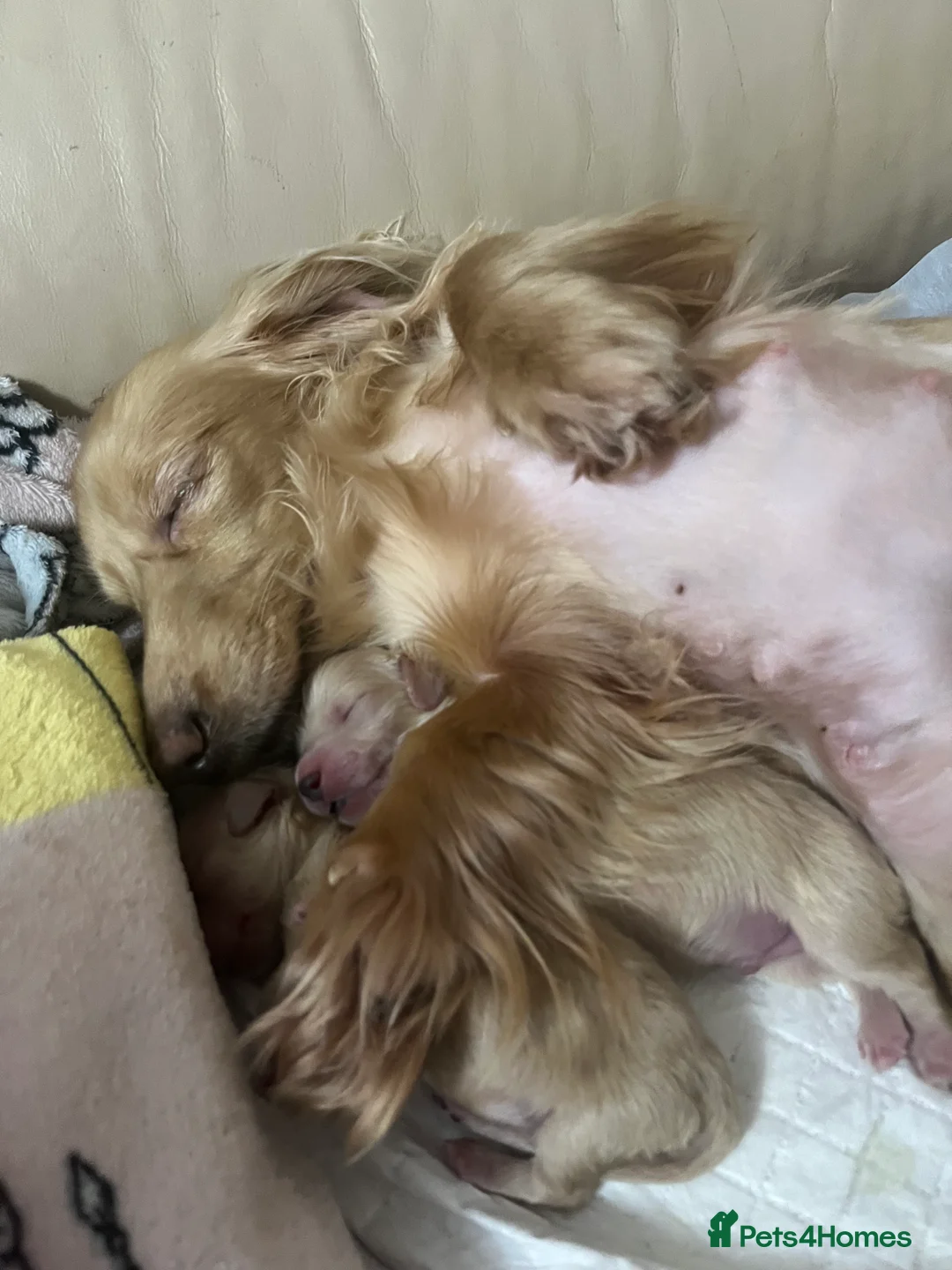 Miniature Dachshund dogs for sale: English cream long haired Dachshund puppies  in Guildford - Advert 11
