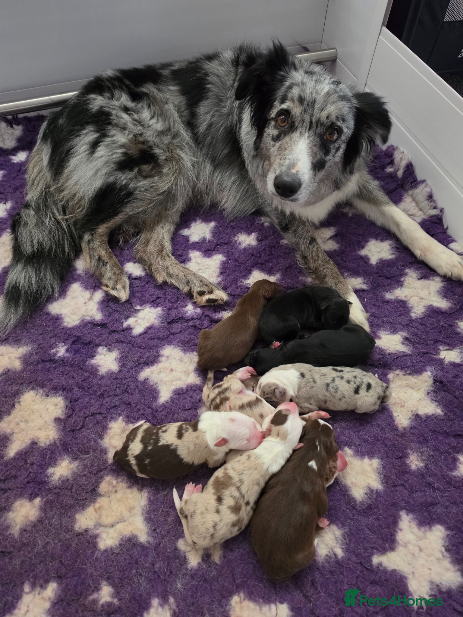 Border Collie dogs Border collie puppies - Advert 2