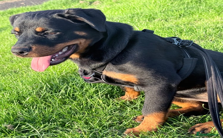 Rottweiler dogs - Advert 1