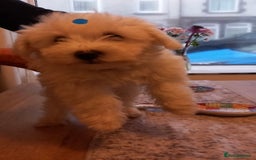 Bichon Frise dogs for sale: Lovely Bichon Maltese pups - Advert 3