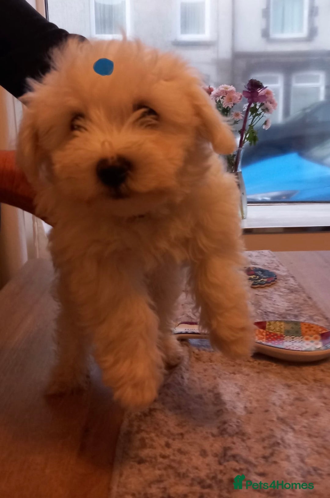 Bichon Frise dogs for sale: Lovely Bichon Maltese pups - Advert 3