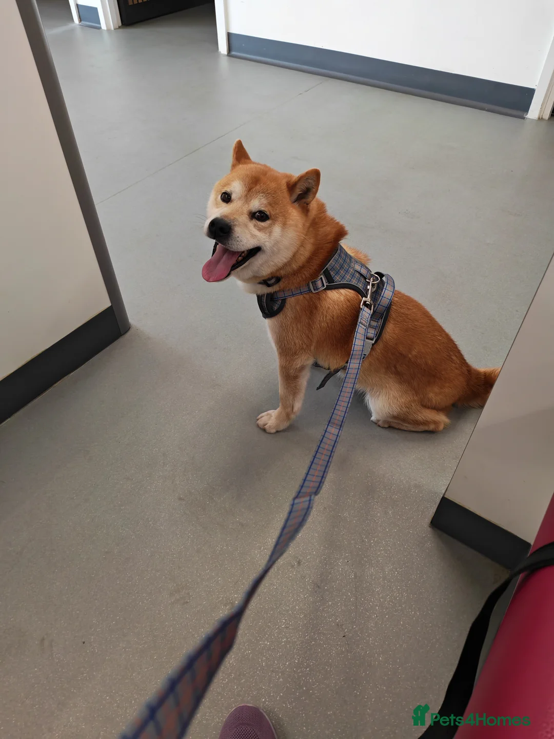 Japanese Shiba Inu dogs for sale: Adult japanese shiba inu  - Advert 1