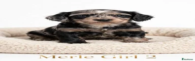 Cockapoo 5