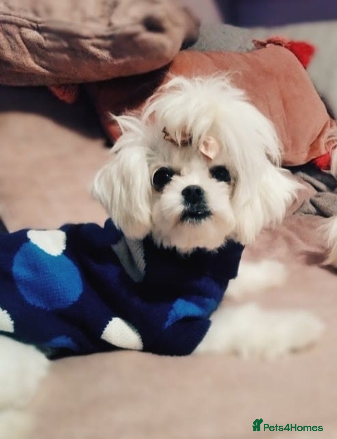 Maltese dogs for sale: 💔 Loving Home Needed for Molly 💔 - Advert 6