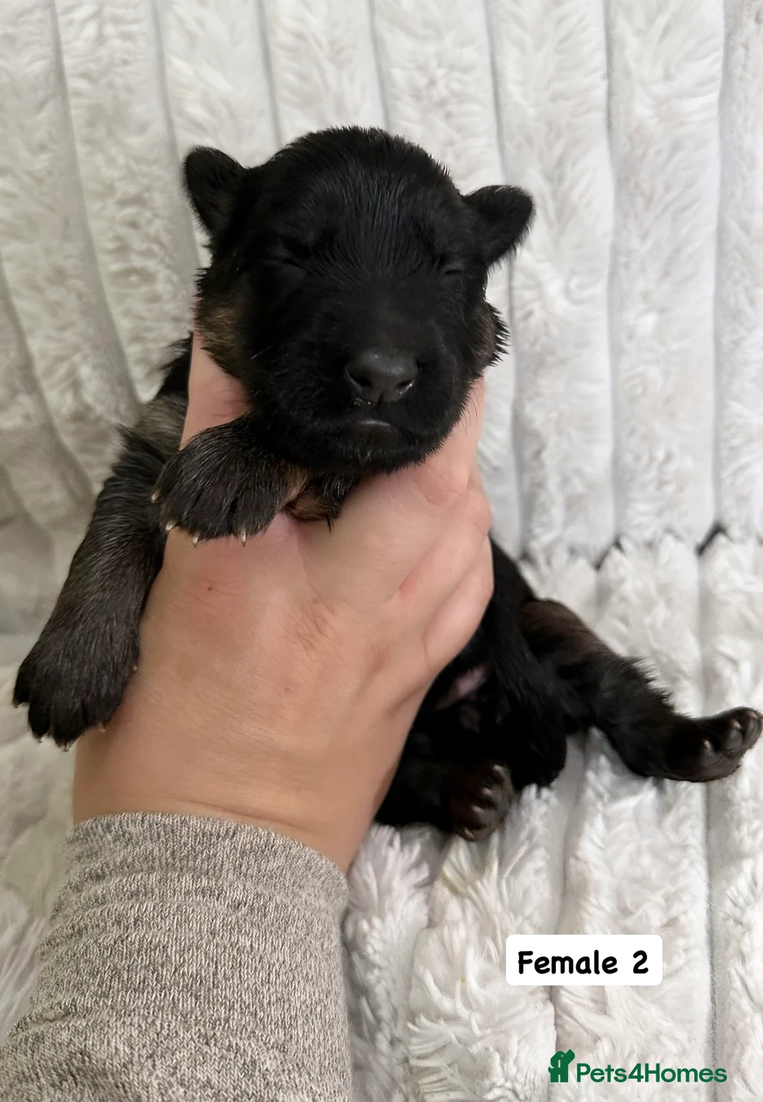 German Shepherd dogs for sale: WAITING LIST 2026 BIG BONDED, LONG HAIRED PUPPYS  - Advert 13