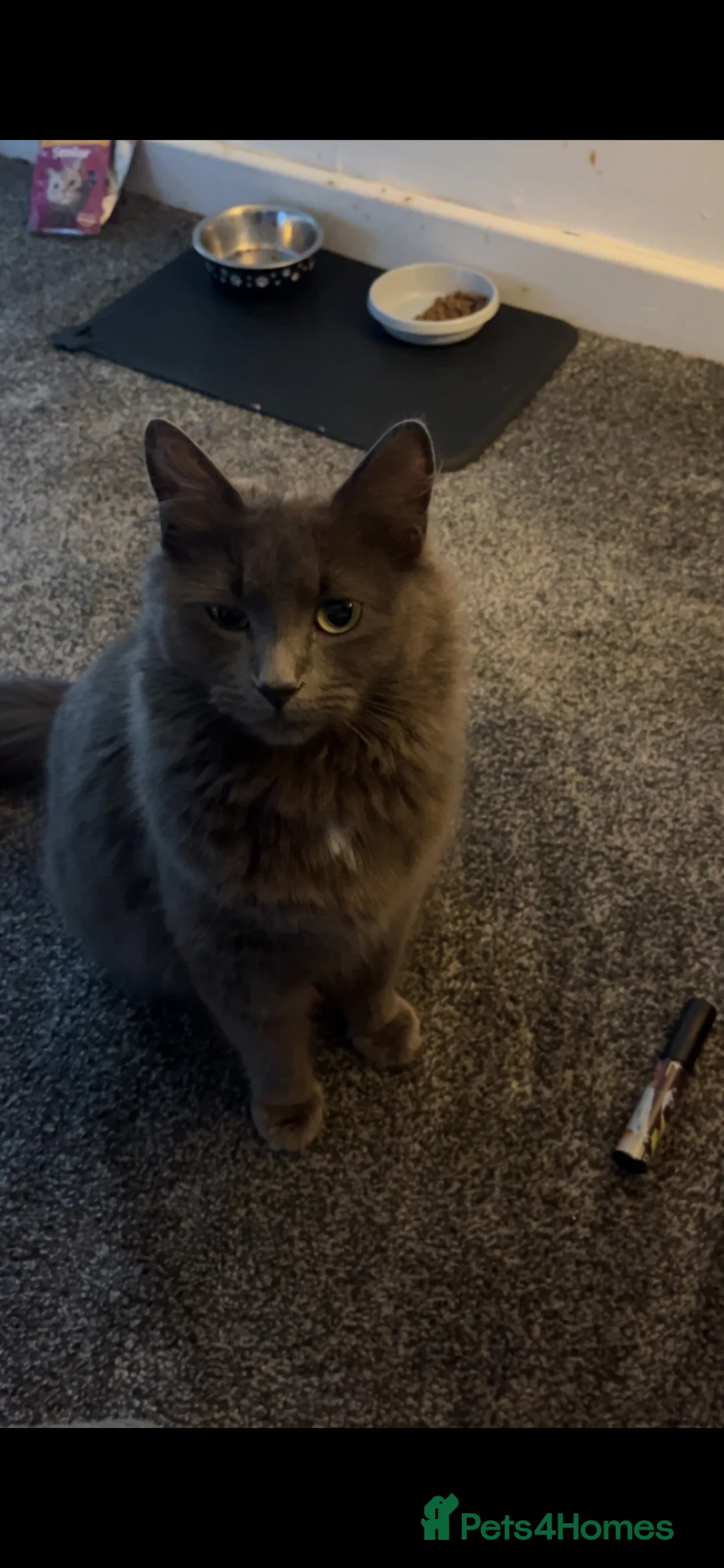 Nebelung cats for sale: Beautiful Grey Nebelung Female - Advert 3