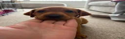 Labrador Retriever dogs for sale: Stunning Fox Red Working Labrador Retriever  in Bolton - Advert 29