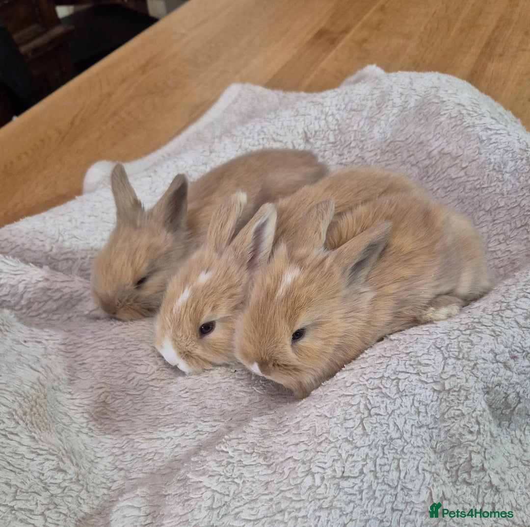 Angora rabbits for sale: Gorgeous Angora Rabbits,  Full (Maxi) faced - Advert 11