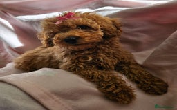 Cavapoo dogs for sale: Female Cavapoo pup  - Image 11