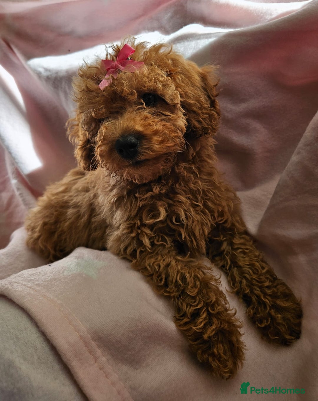 Cavapoo dogs for sale: Female Cavapoo pup  - Image 11