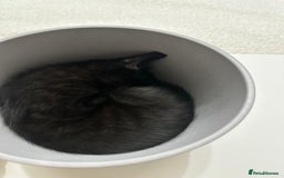 Domestic Shorthair cats for sale: 2 beautiful female kittens  - Image 3