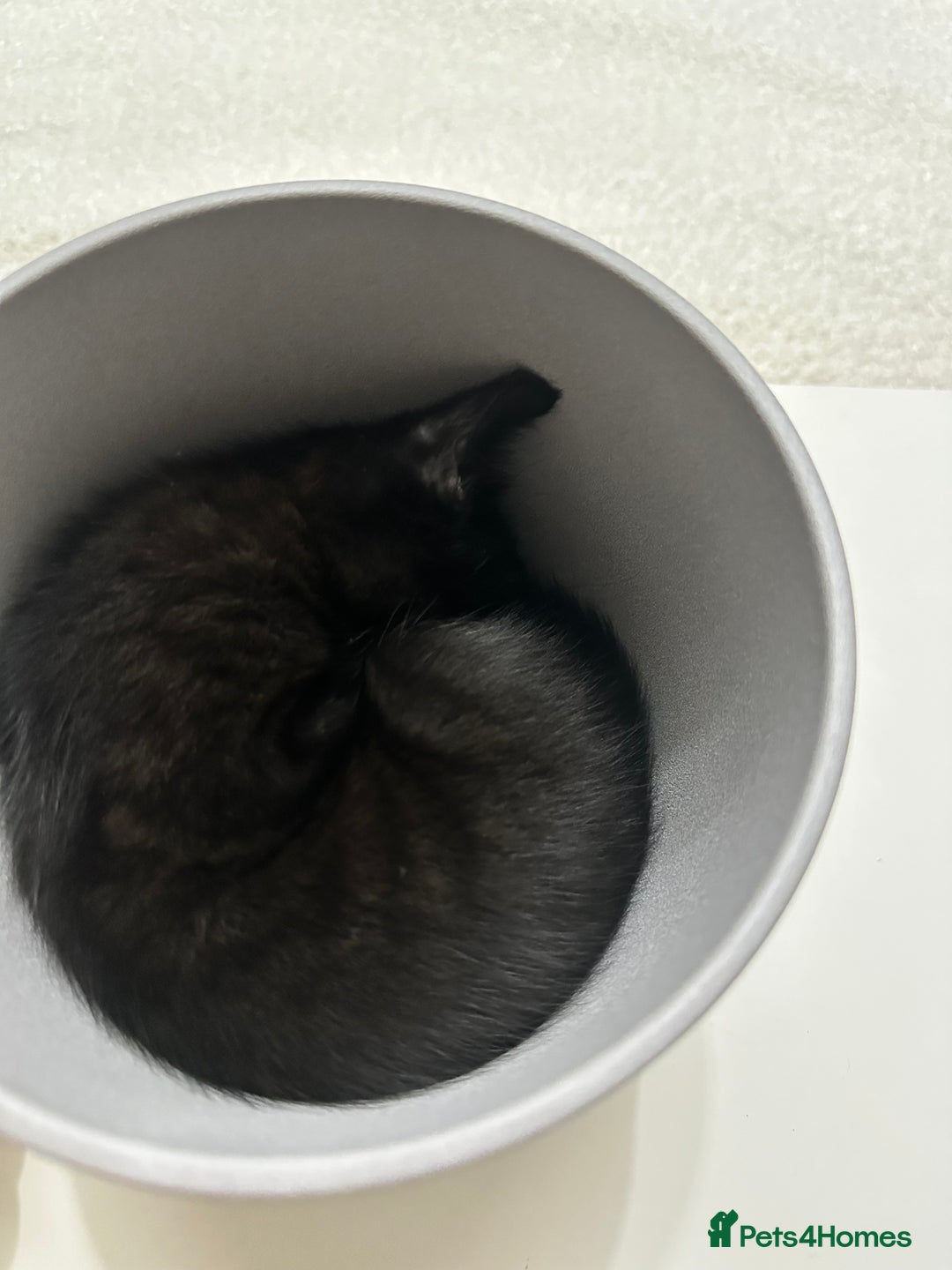 Domestic Shorthair cats for sale: 2 beautiful female kittens  - Image 3