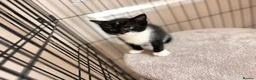 Domestic Shorthair cats for sale: Kittens for sale  - Advert 4