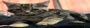 Maine Coon Kitten 1